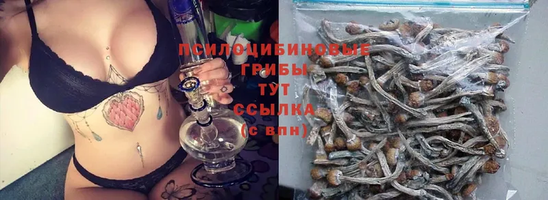 Псилоцибиновые грибы Cubensis  купить наркотик  ссылка на мегу ССЫЛКА  Аргун 